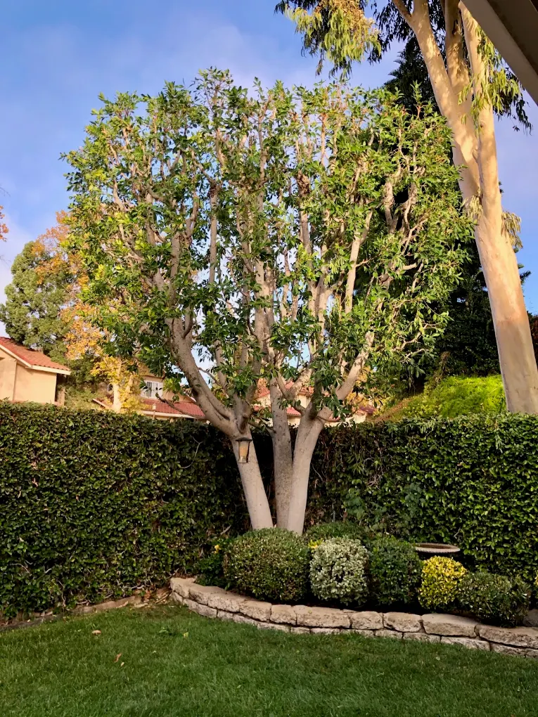A freshly trimmed tree above a neatly clipped hedge and planting bed