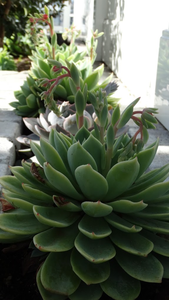 Plant Index